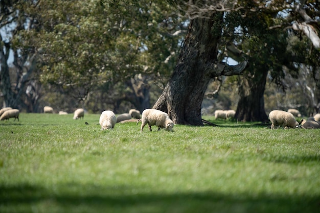 Merino sheep grazing and eating grass in New zealand and Australia