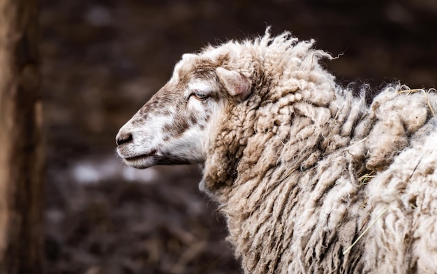 Merino sheep portrait