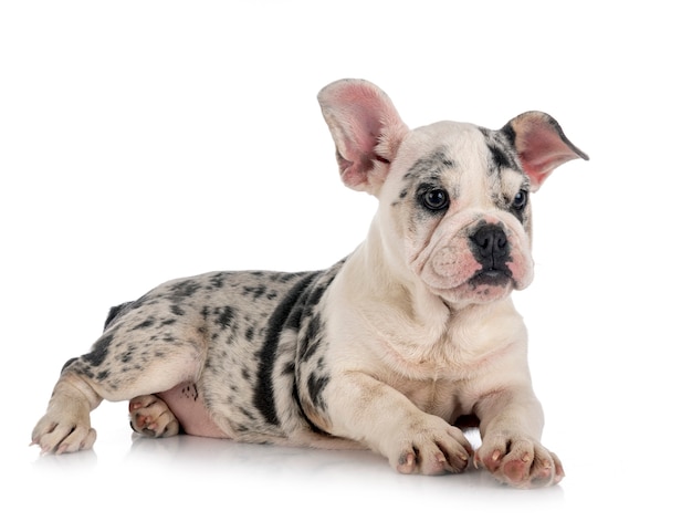 Merle french bulldog in front of white background