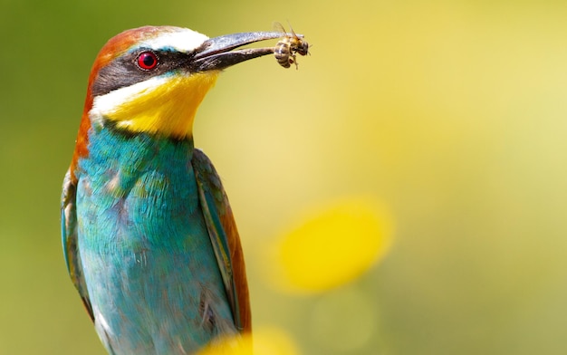 Merops apiaster comune beeeater con un'ape nel becco