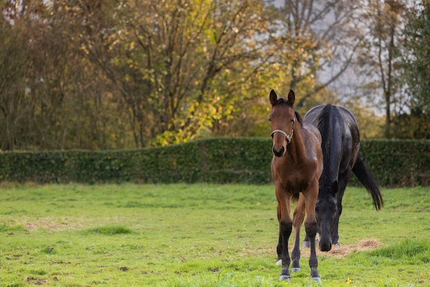 Merrie en haar mooie veulen Paard met veulen close-up