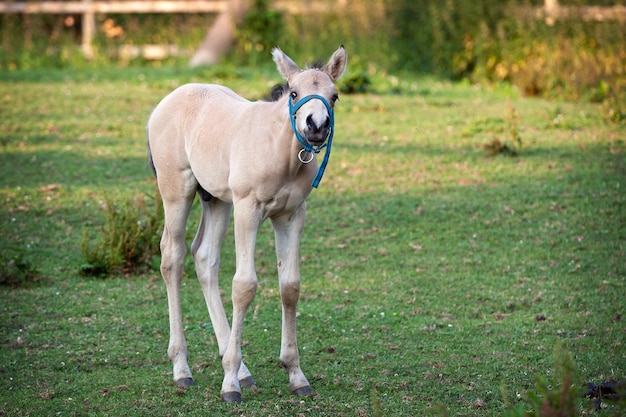 Merrie en haar veulen