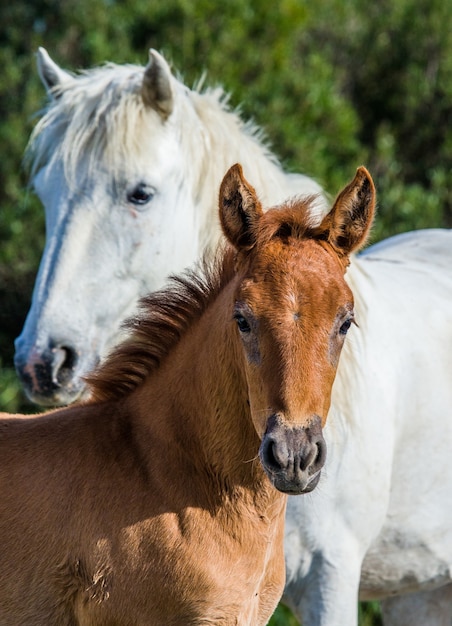 Merrie met haar veulen. Wit Camargue-paard