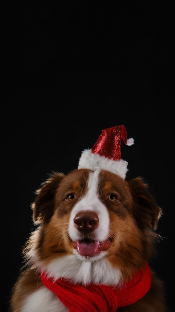 Merry Christmas card Brown Australian Shepherd wears warm red scarf and Santa hat Studio portrait