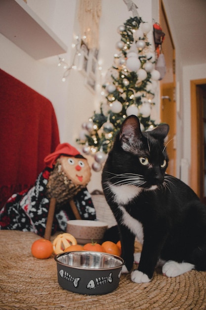 写真 メリークリスマス猫