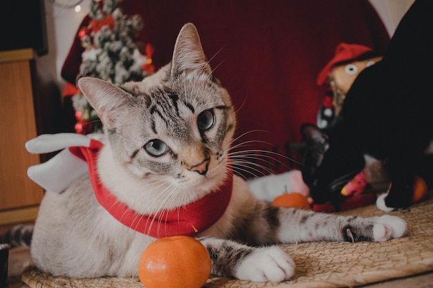 写真 メリークリスマス猫