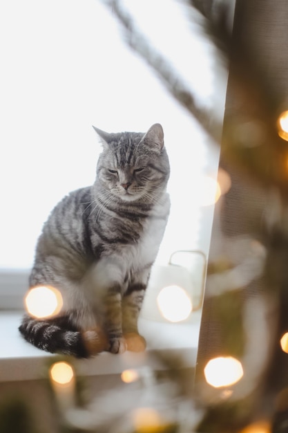 Фото Веселого праздника рождества и кот серый пушистый милый кот возле украшенной елки пушистый питомец