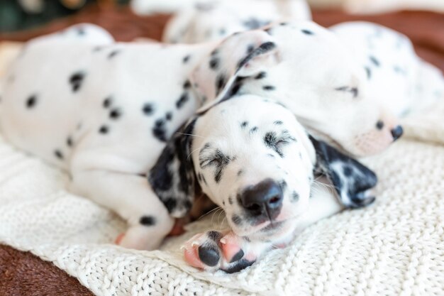 Merry Christmas Cute happy Dalmatian dogs lying on background of stylish christmas tree