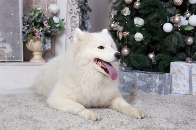 Merry Christmas and happy holidays. New Year 2020. Samoyed dog lies in living room in Christmas interior. 