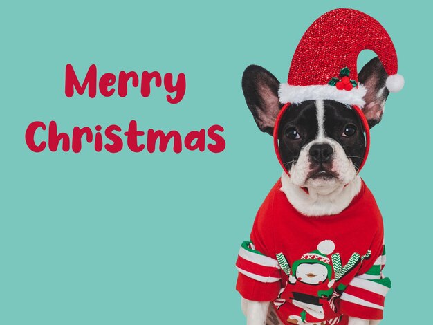 Merry christmas lovable puppy and warm knitted sweater closeup indoors day light studio shot congratulations for family relatives loved ones friends and colleagues pets care concept