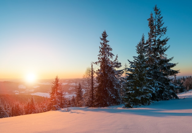 Affascinante paesaggio di una fitta foresta di conifere che cresce su colline innevate su uno sfondo di cielo blu