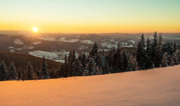 Mesmerizing landscape of dense coniferous forest