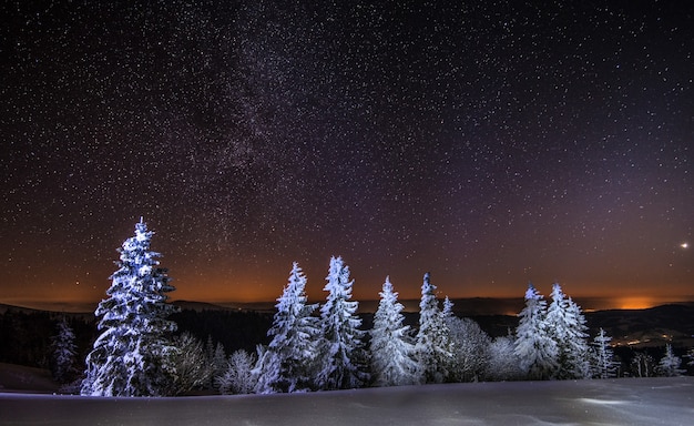 Mesmerizing night landscape snowy fir trees grow among snowdrifts against the backdrop of non-mountain ranges and a starry clear sky