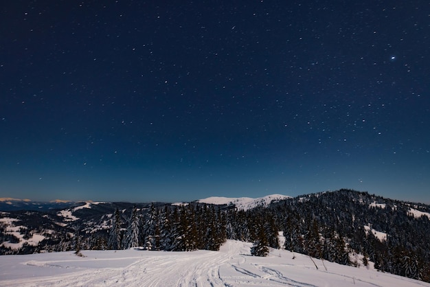 Mesmerizing night landscape with snowy fir trees