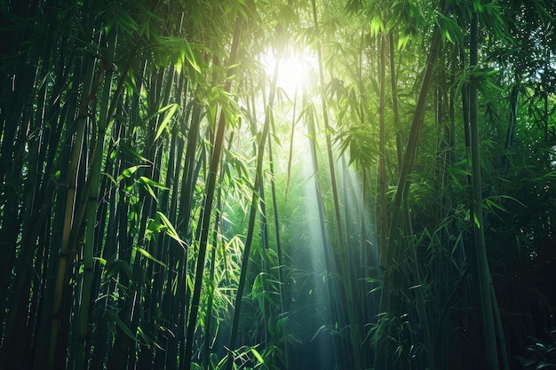 A mesmerizing scene of sunlight filtering through the tall bamboo trees in a serene forest A dense bamboo forest with rays of sunlight peeking through AI Generated