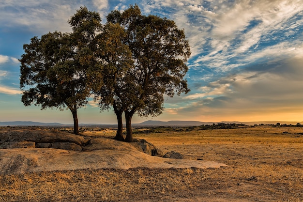 Scatto affascinante di un bellissimo paesaggio con alberi e tramonto