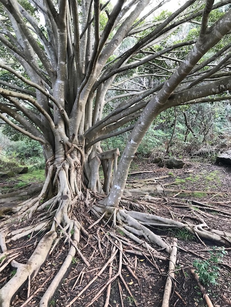 Mesmerizing view of an old compacting tree with multi roots and branches on a summer day