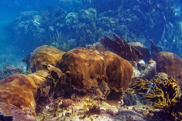 Meso-Amerikaanse barrière Great Mayan Reef