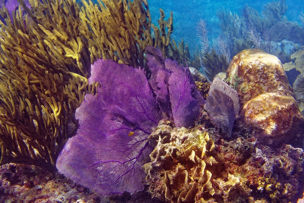 Meso-Amerikaanse barrière Great Mayan Reef