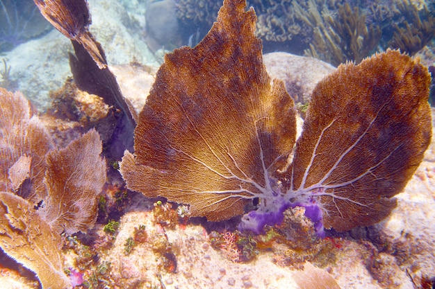 Meso-Amerikaanse barrière Great Mayan Reef