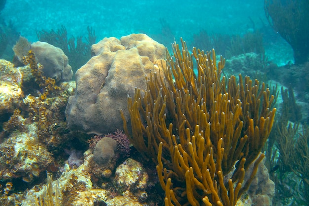 Meso-Amerikaanse barrière Great Mayan Reef