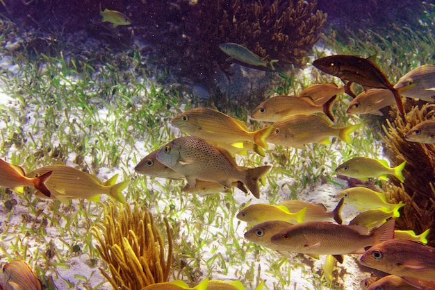 Photo mesoamerican barrier great mayan reef