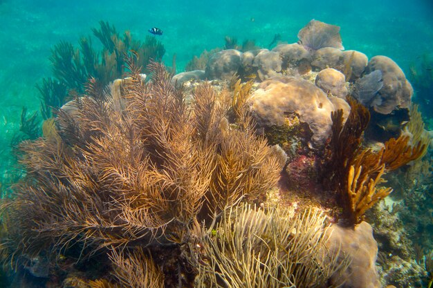 Barriera mesoamericana great mayan reef