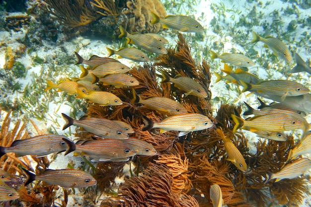 Foto barriera mesoamericana great mayan reef