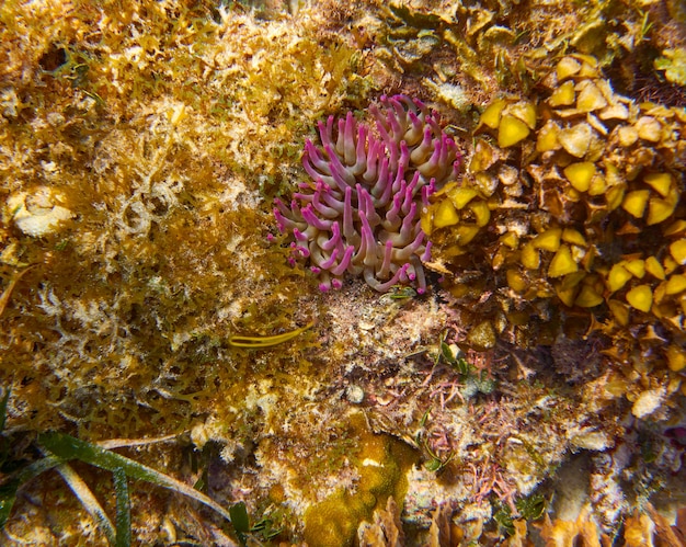 Photo mesoamerican barrier great mayan reef