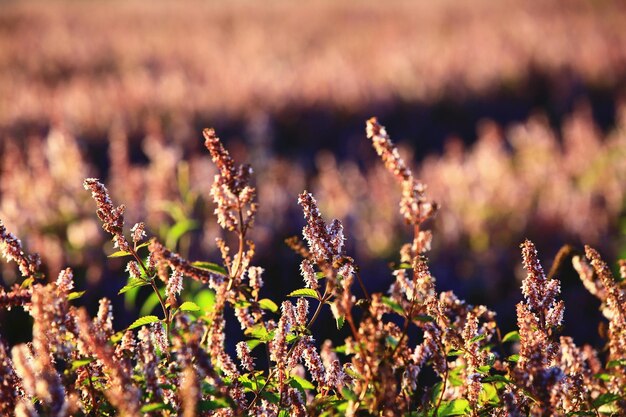 Photo mesona flowers blooming in the field