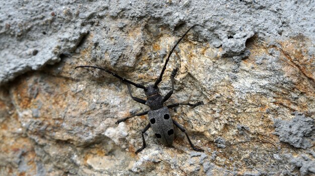 Mesosa curculionoides. Kever close-up