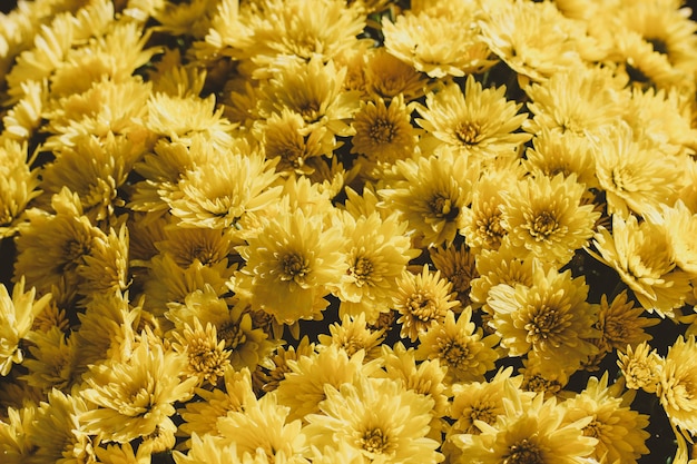 Mess of bright yellow hardy chrysanth flowers