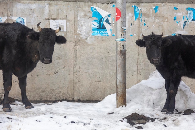 Mestia Georgia 2 feb 2020 Koeien staan tegenover elkaar tegen de achtergrond van Georgische politieke advertenties in het dorp