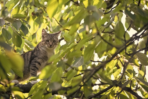 Mestizo pet homeless animals cat climbed on tree fluffy kitten\
outdoor outbred cat on branches domestic animal and pet concept of\
vet and veterinarian purebred and pedigreed