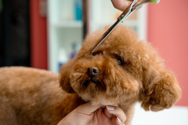 Met behulp van een scheer om het haar van de hond rond de neus, de ogen en de oren van het huisdier te knippen Groomer maakt een hygiënische snit voor pluizige maltipoo om het dier schoon en gezond te houden