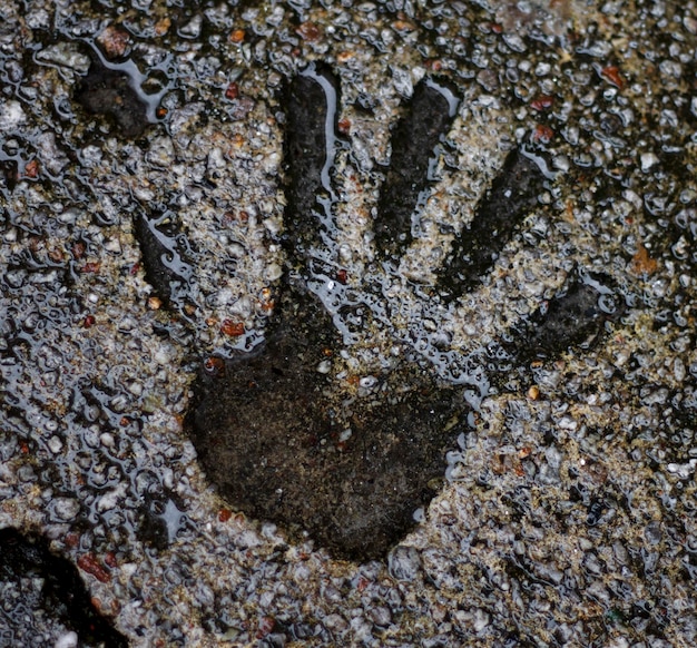 Foto met de hand gedrukt op het verse beton van een straat die was bedekt met regenwater.