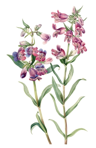 Met de hand getekend Prairie pentstemon png bloemillustratie