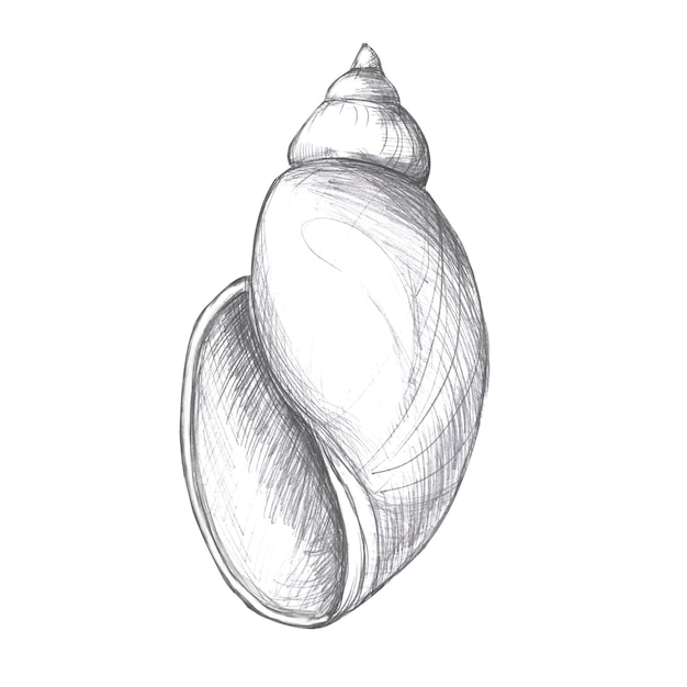 Met de hand getekende potloodtekening van een afgeronde schelp geïsoleerde illustratie in realistische stijl voor vis
