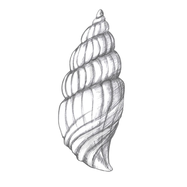 Met de hand getekende potloodtekening van een draaiende schelp geïsoleerde realistische illustratie in realistische stijl voor