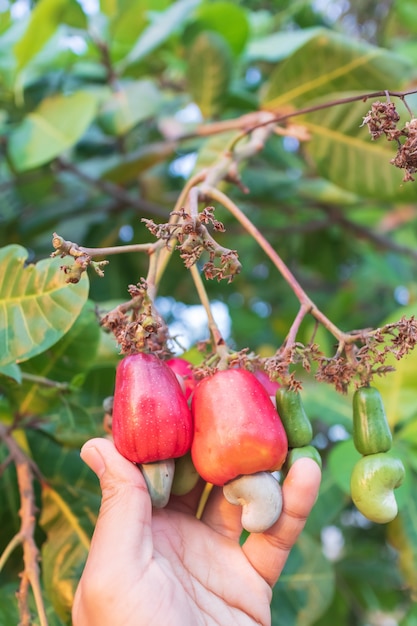 Met de hand oogsten van cashewfruit (Anacardium occidentale) op boom