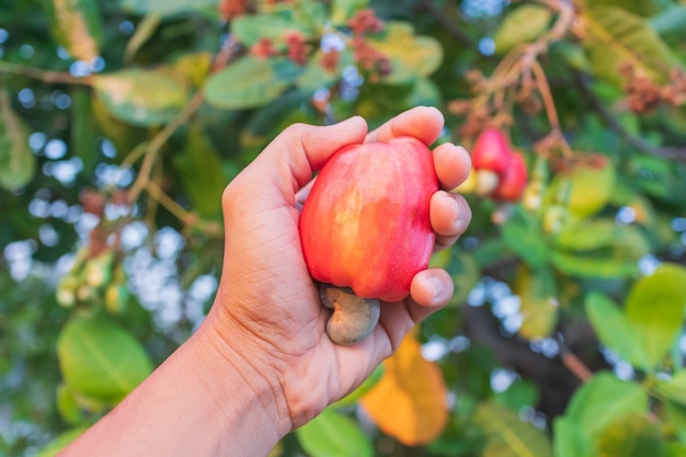 Met de hand oogsten van cashewfruit (anacardium occidentale) op boom