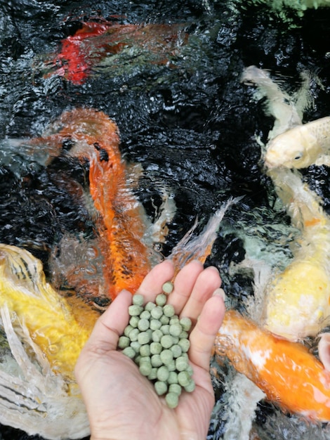 Met de hand vissen voeden in de zee