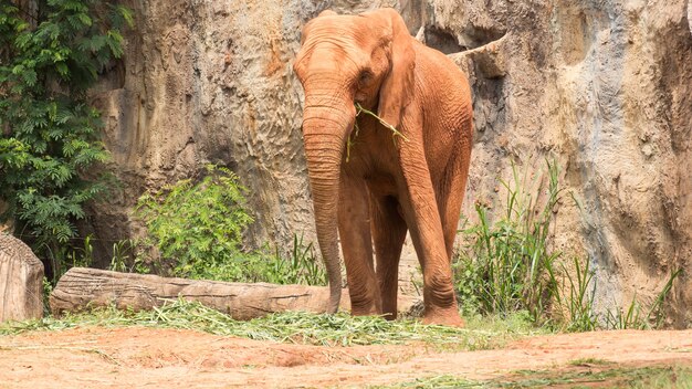 Met een Afrikaanse olifant bekleed lichaam met rode modder om lichaam en huid tegen zonlicht te beschermen.