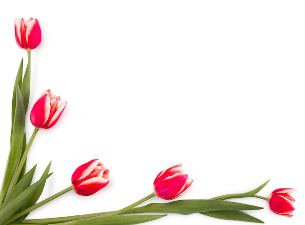 Met elkaar verweven rode lente tulpen frame met plaats voor tekst geïsoleerd op een witte achtergrond