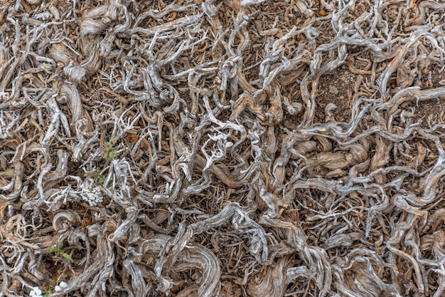 Met elkaar verweven wortels van planten vergaan op droge grond