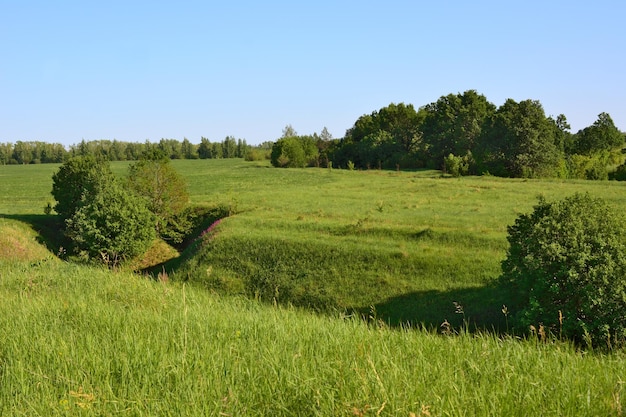 met gras begroeide vallei met een groep groene bomen aan de horizon en de blauwe lucht kopieerruimte