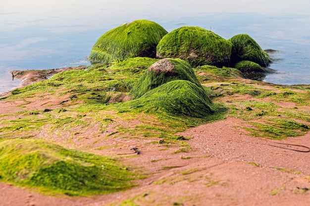 Met groene algen bedekte rotsblokken op het strand van de zeekust Rotsen bedekt met groen zeewier in zeewater