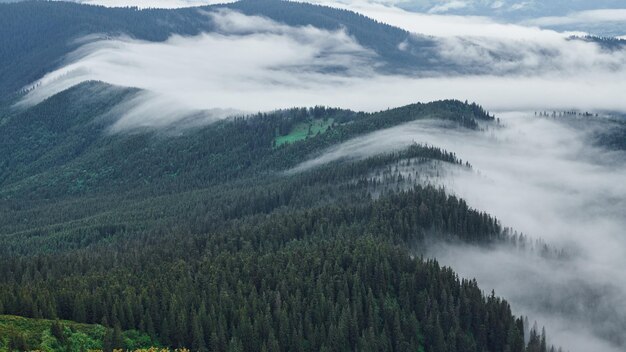 Met mist bedekte heuvels Majestueuze Karpaten Prachtig landschap van ongerepte natuur