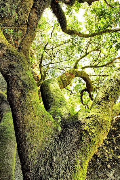 Met mos bedekte boom op het eiland El Hierro, Canarische Eilanden