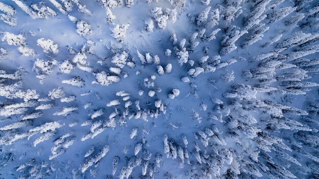 Met sneeuw bedekt arctisch bos ijskoude ochtend in lapland 01